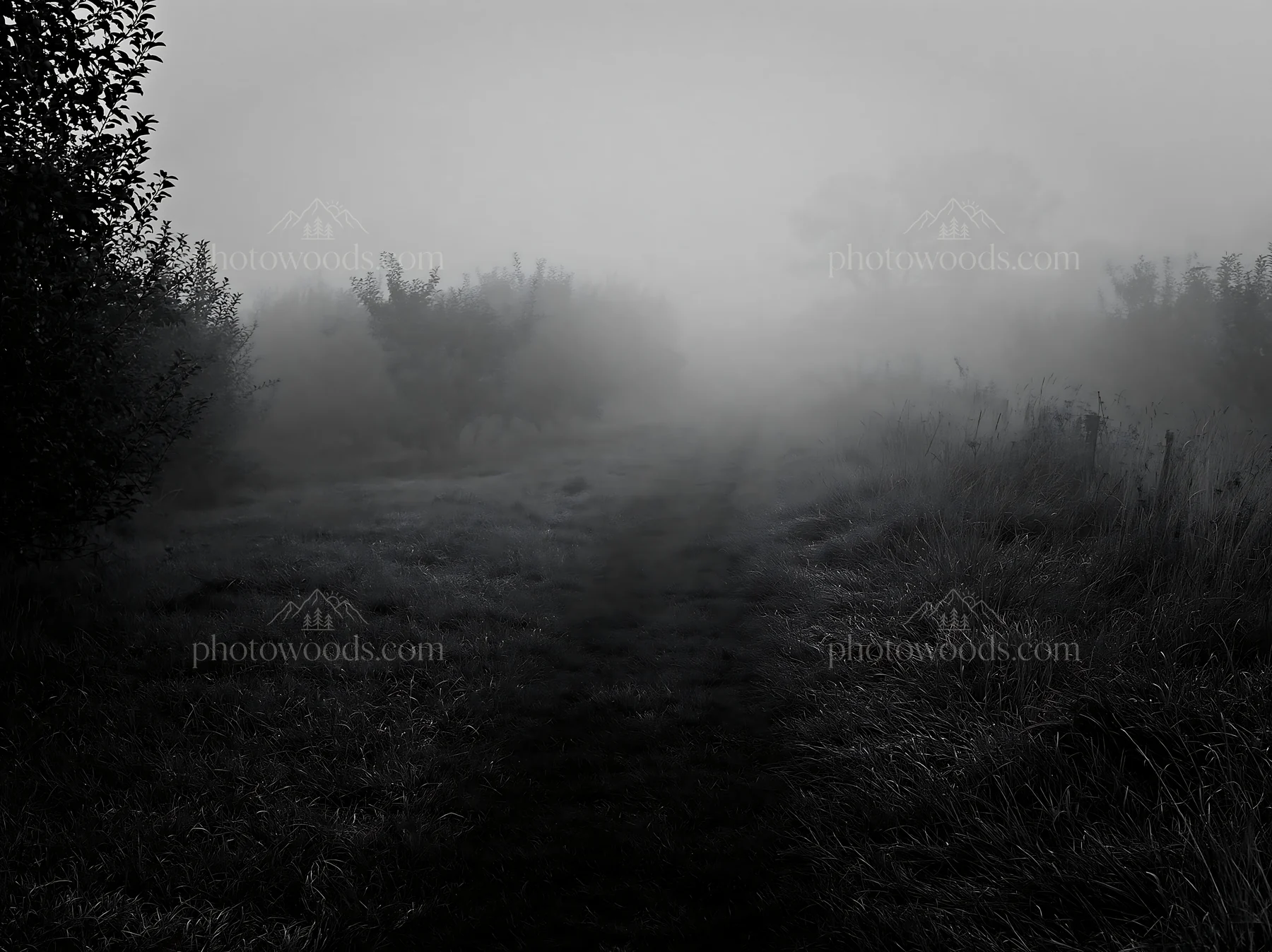 Foggy orchard meadow in early morning light