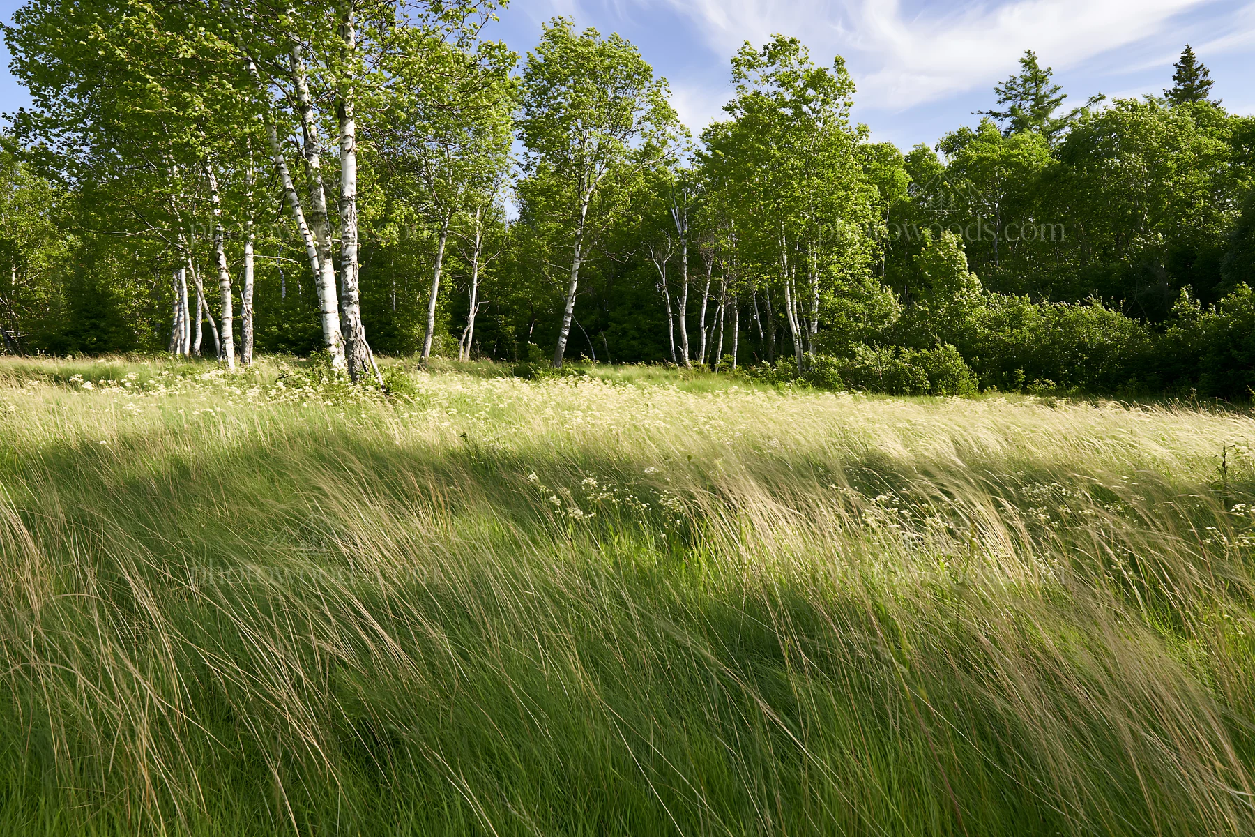 Birch forest meadow with tall grasses and green trees - AI-generated stock image