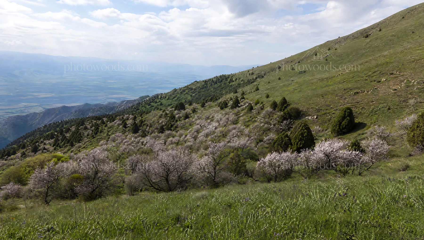 Apple blossom meadow on a grassy hillside with distant mountains - AI-generated stock image