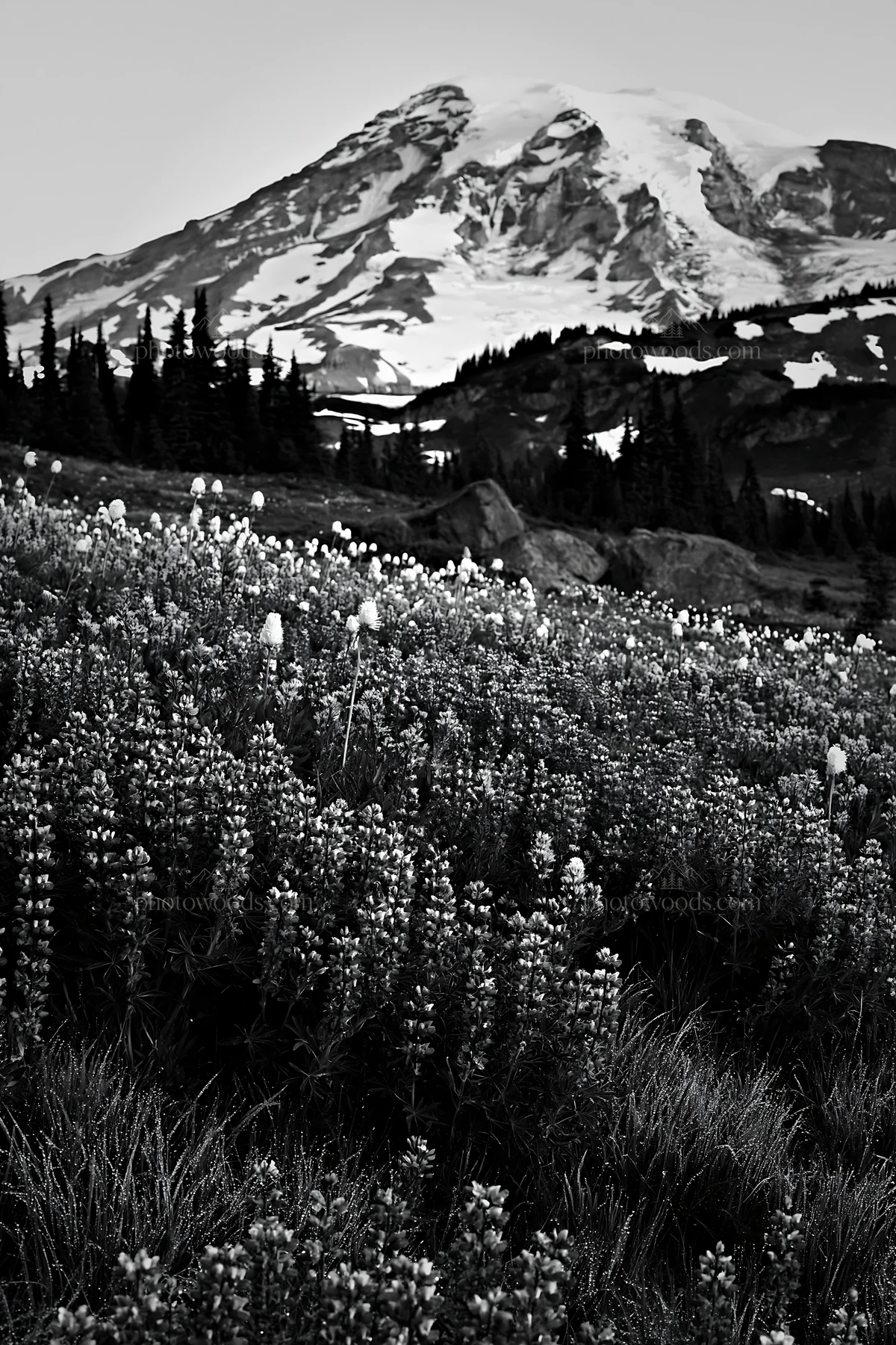 Mount Rainier wildflower meadow at sunrise - AI-generated stock image