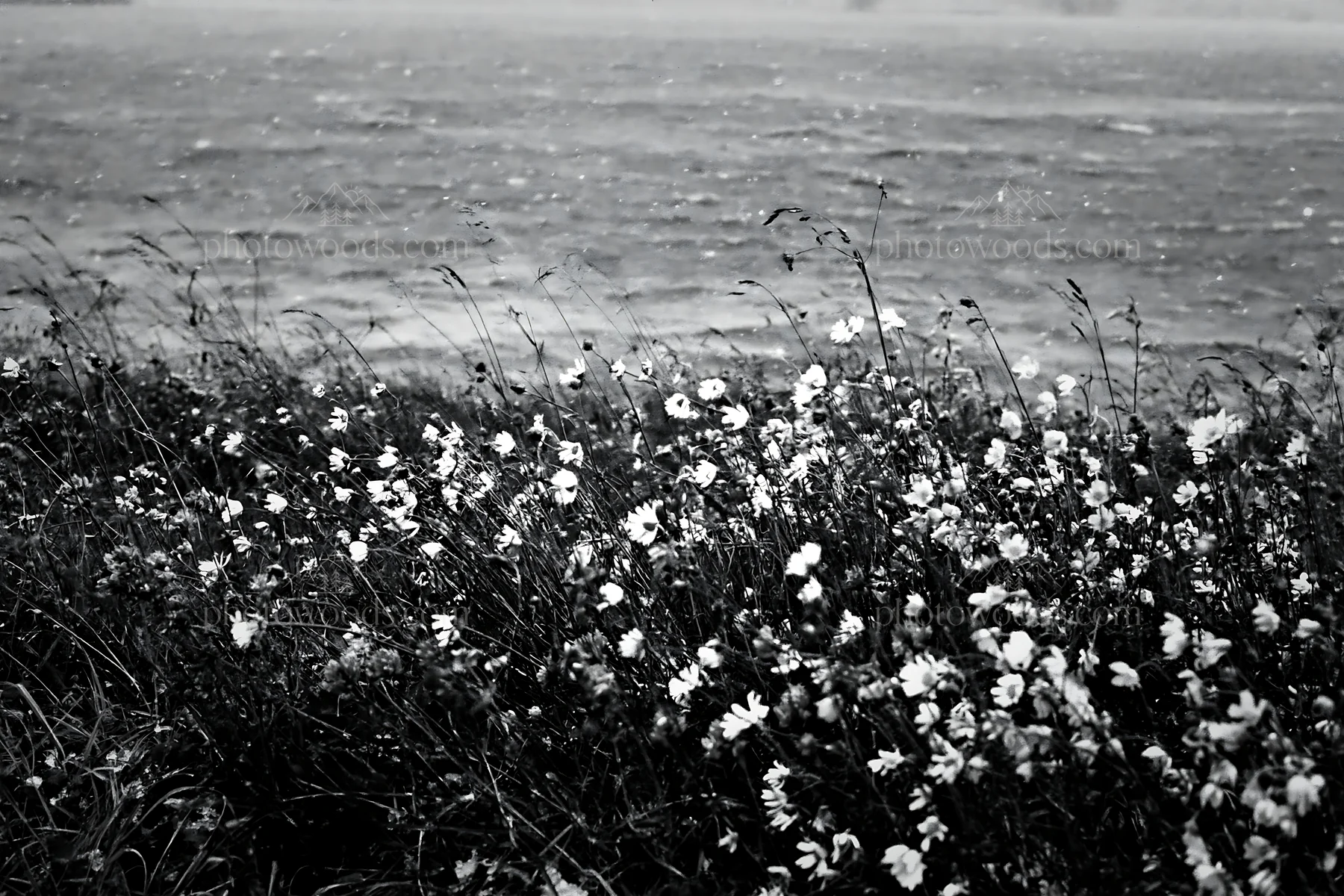 Snowy lakeside meadow with flowers on a calm winter day - AI-generated stock image