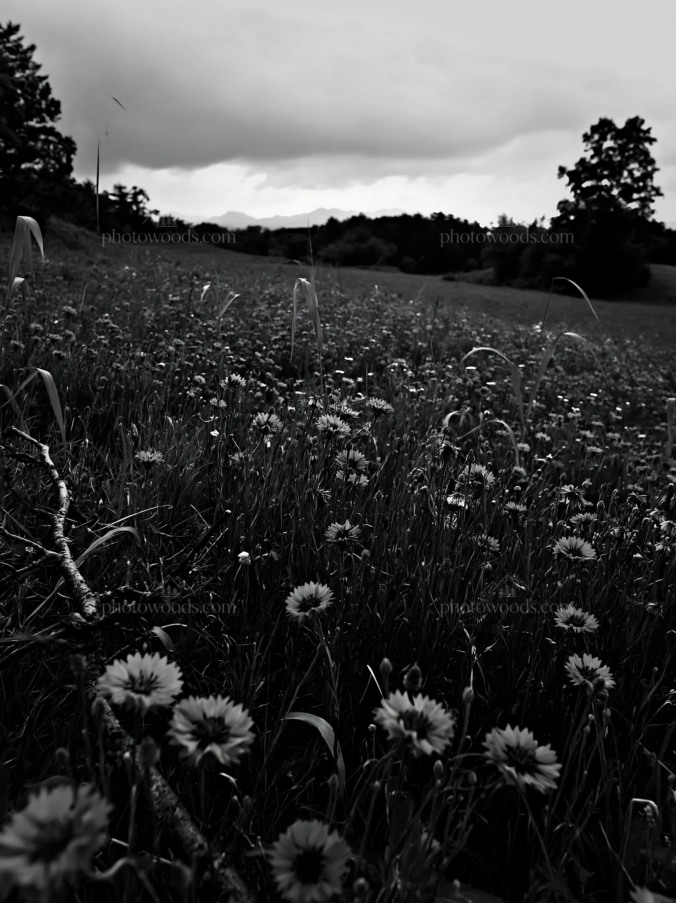 Black and white yamagata rewilded meadow with fallen branch and blue flowers - AI-generated stock image