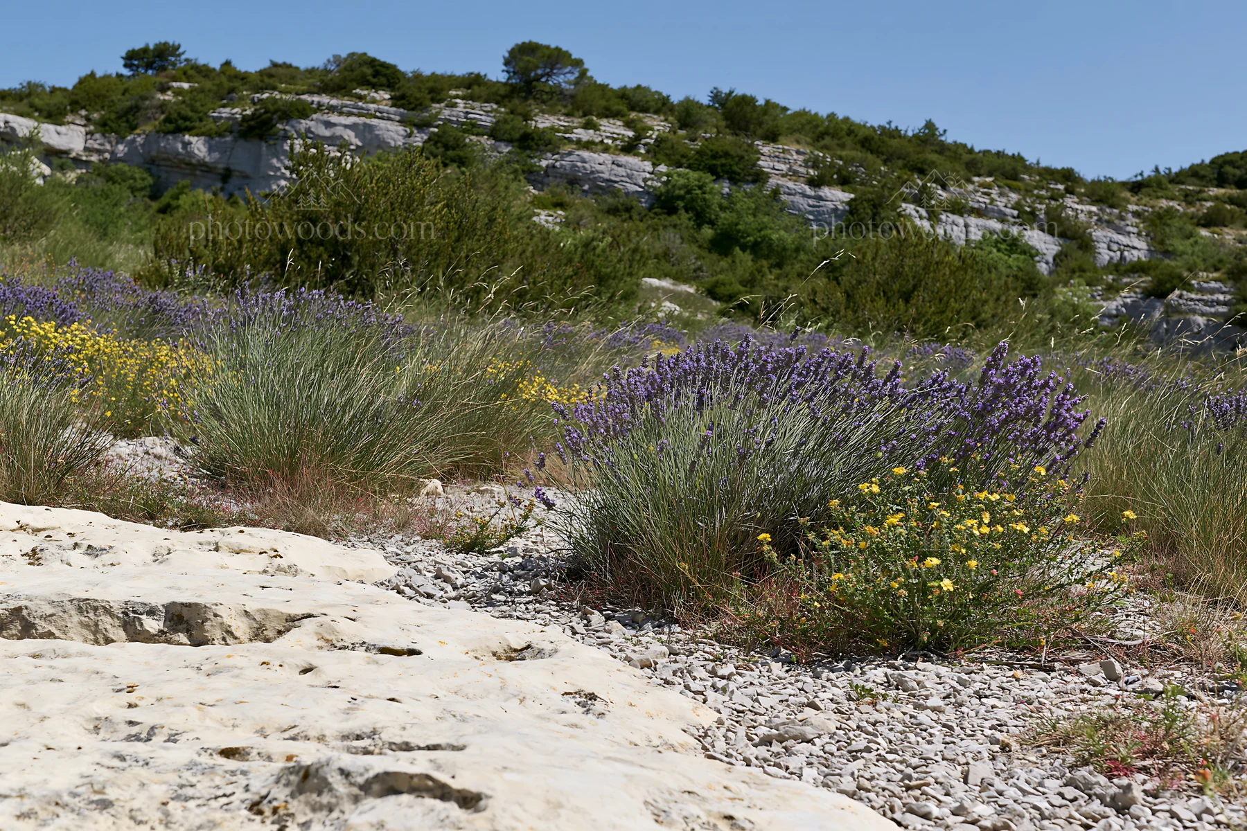 Drought-tolerant meadow with flowers and rocky terrain - AI-generated stock image