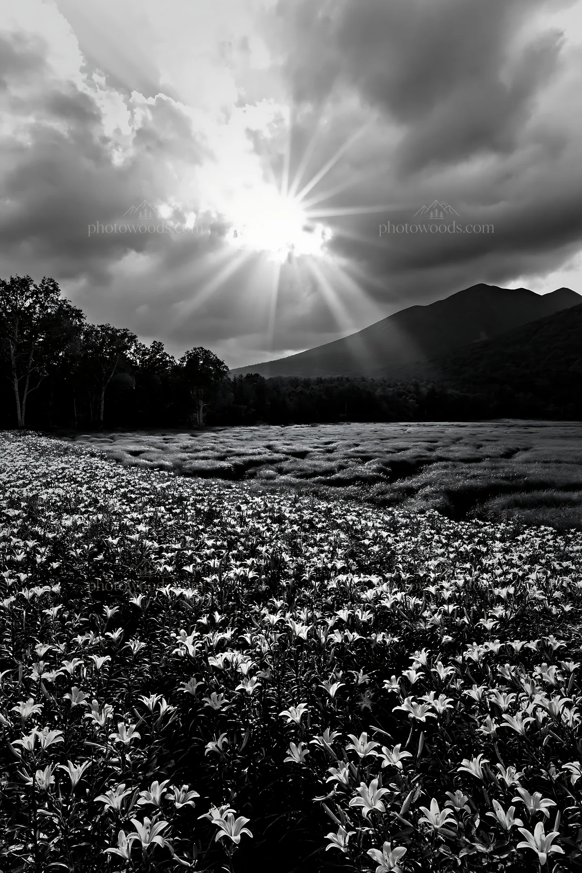Crepuscular rays shine over a flower-filled meadow - AI-generated stock image