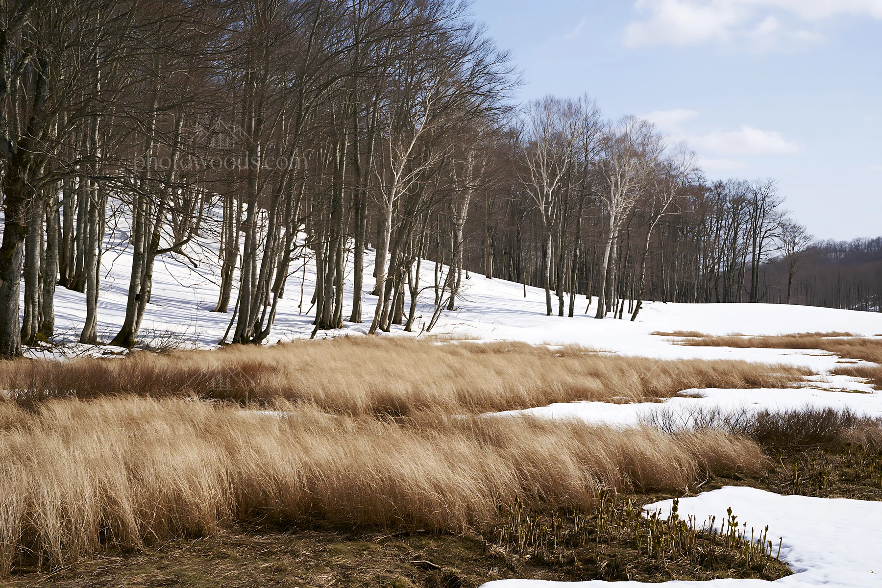 Akita snowmelt meadow with silver grasses in spring sunlight - AI-generated stock image