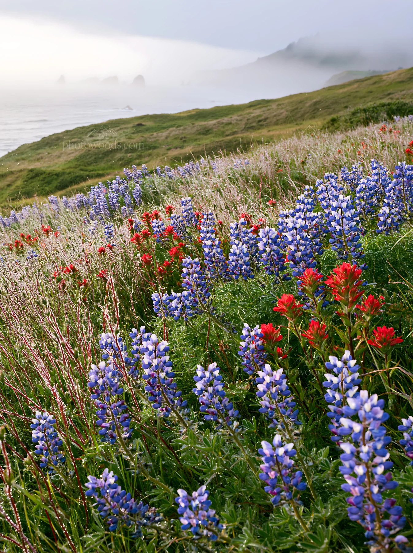 Colorful flowers in a coastal meadow by the sea - AI-generated stock image