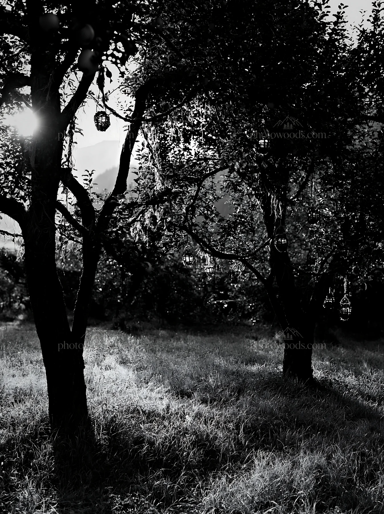 Winter apple tree meadow in the Dolomites during Christmas - AI-generated stock image