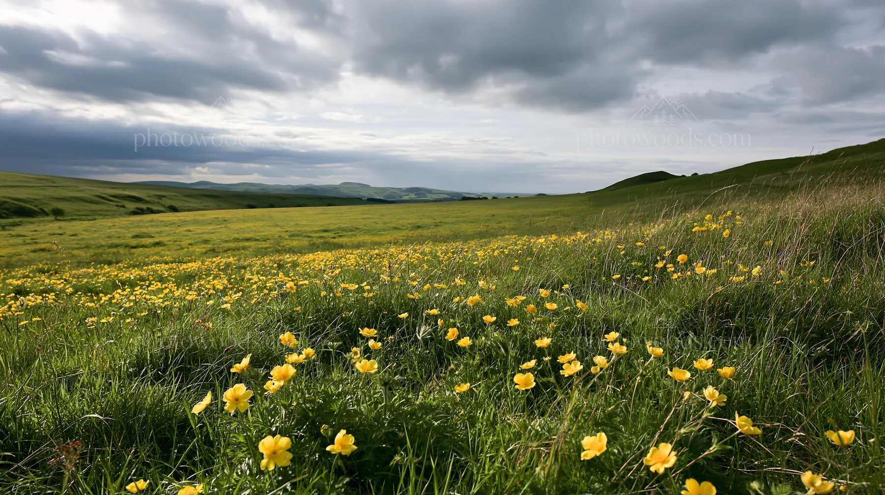 Cloudy meadow with pasque flower blooms in the foreground - AI-generated stock image