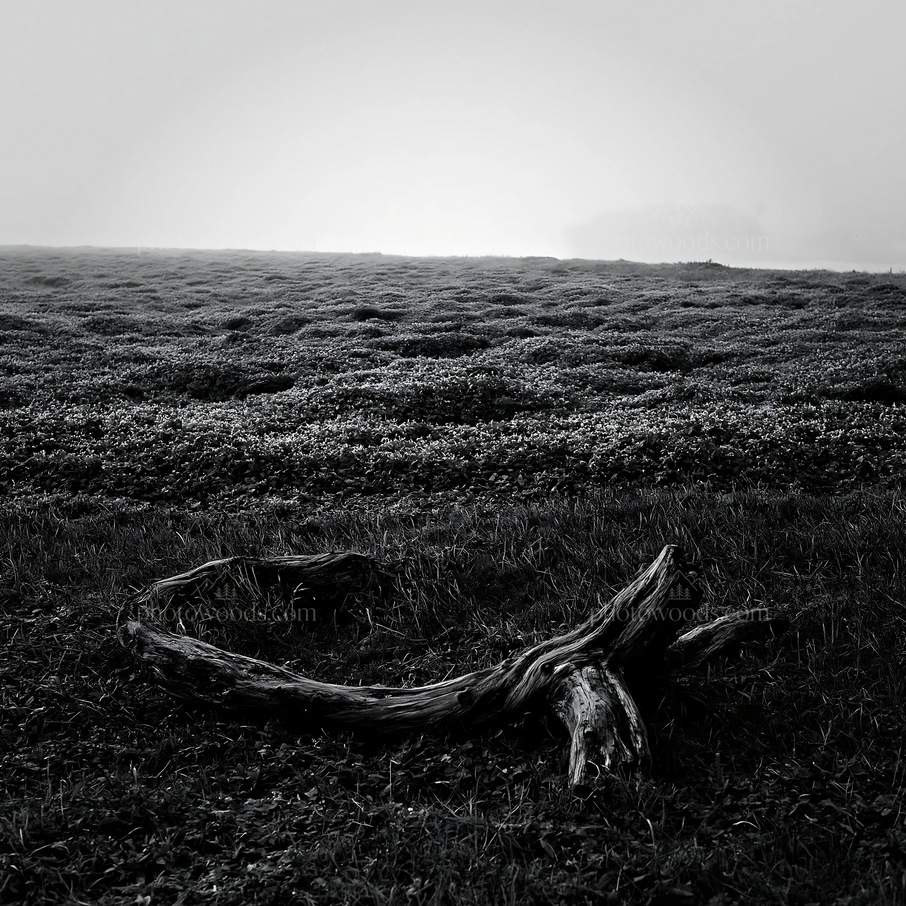Black and white chiba coastal climate meadow driftwood in the foreground - AI-generated stock image
