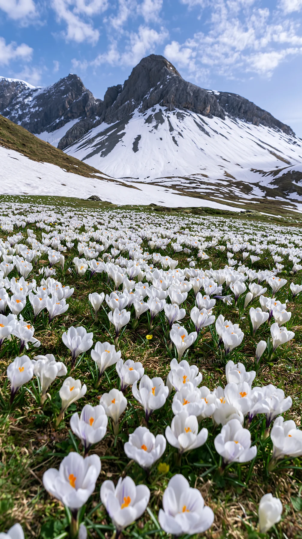 Meadow filled with white flowers and mountains in the background - AI-generated stock image