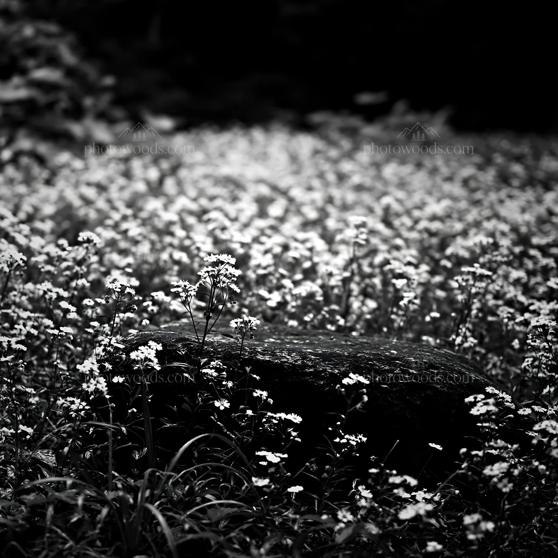 Hiroshima rainy meadow with smooth rock in the foreground - AI-generated stock image