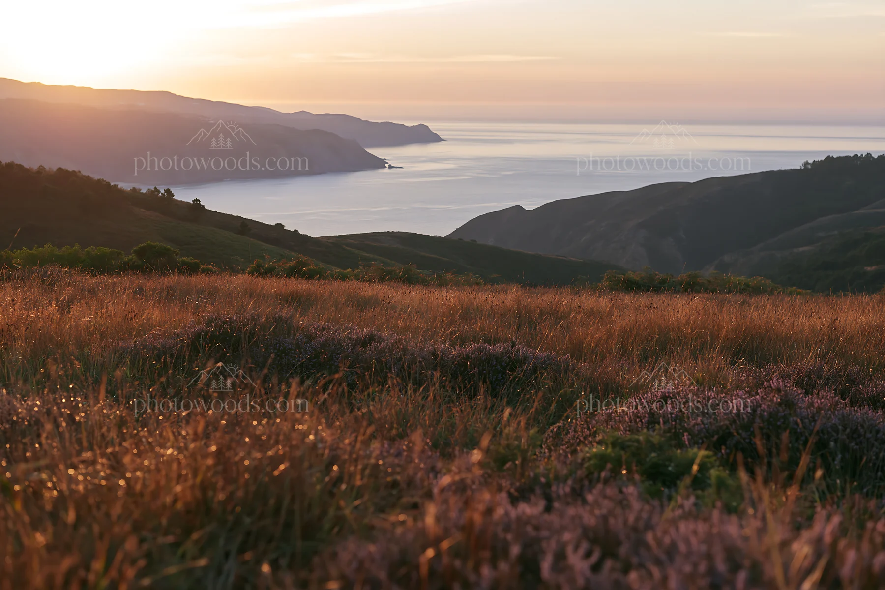 Meadow landscape over Atlantic coast during golden hour - AI-generated stock image