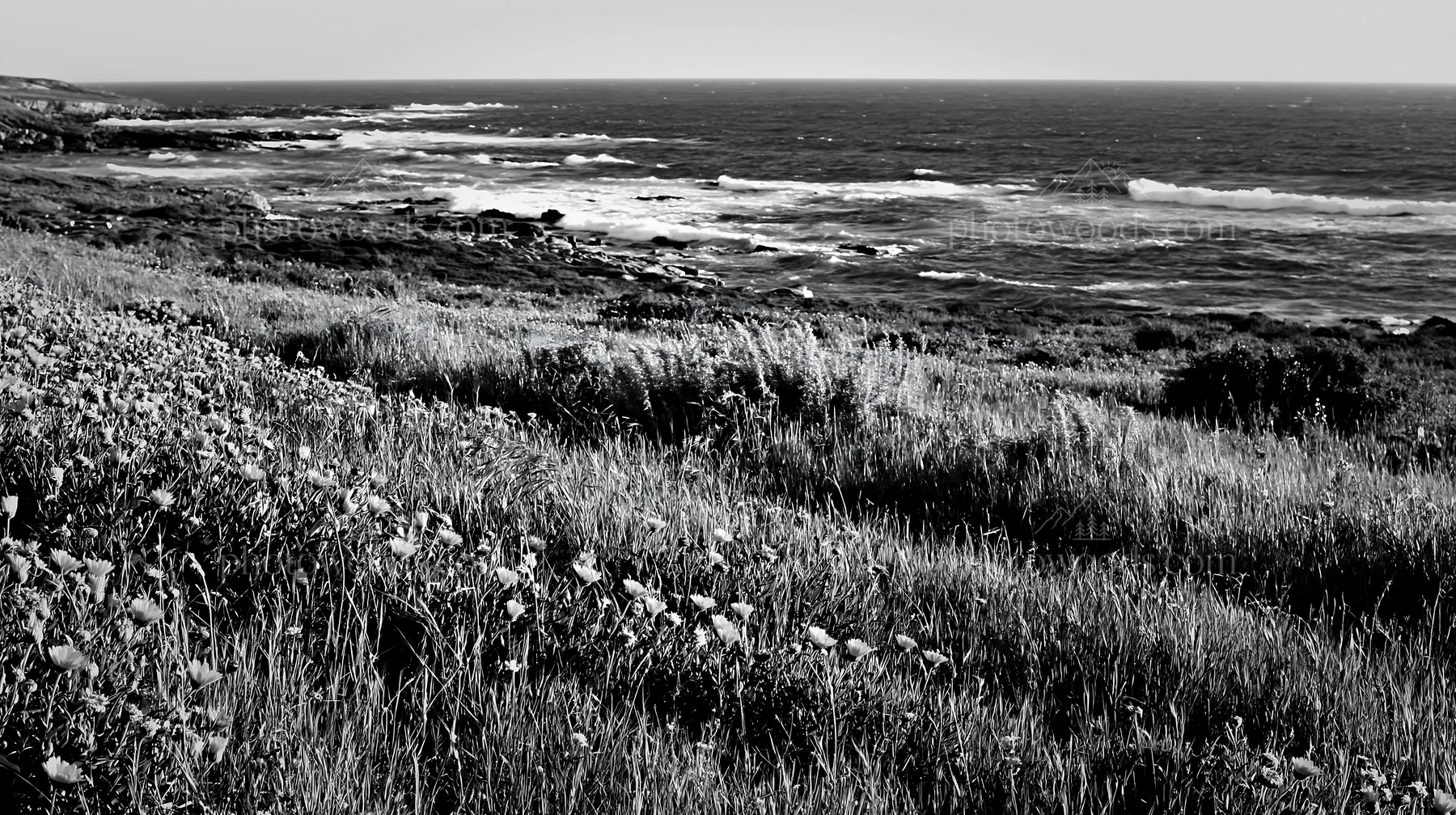Meadow above the Atlantic coast in Portugal - AI-generated stock image