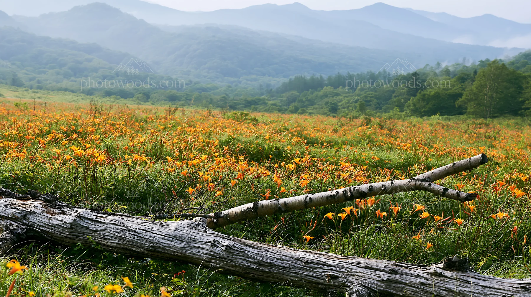 Weathered log in a meadow with orange flowers and mountains - AI-generated stock image