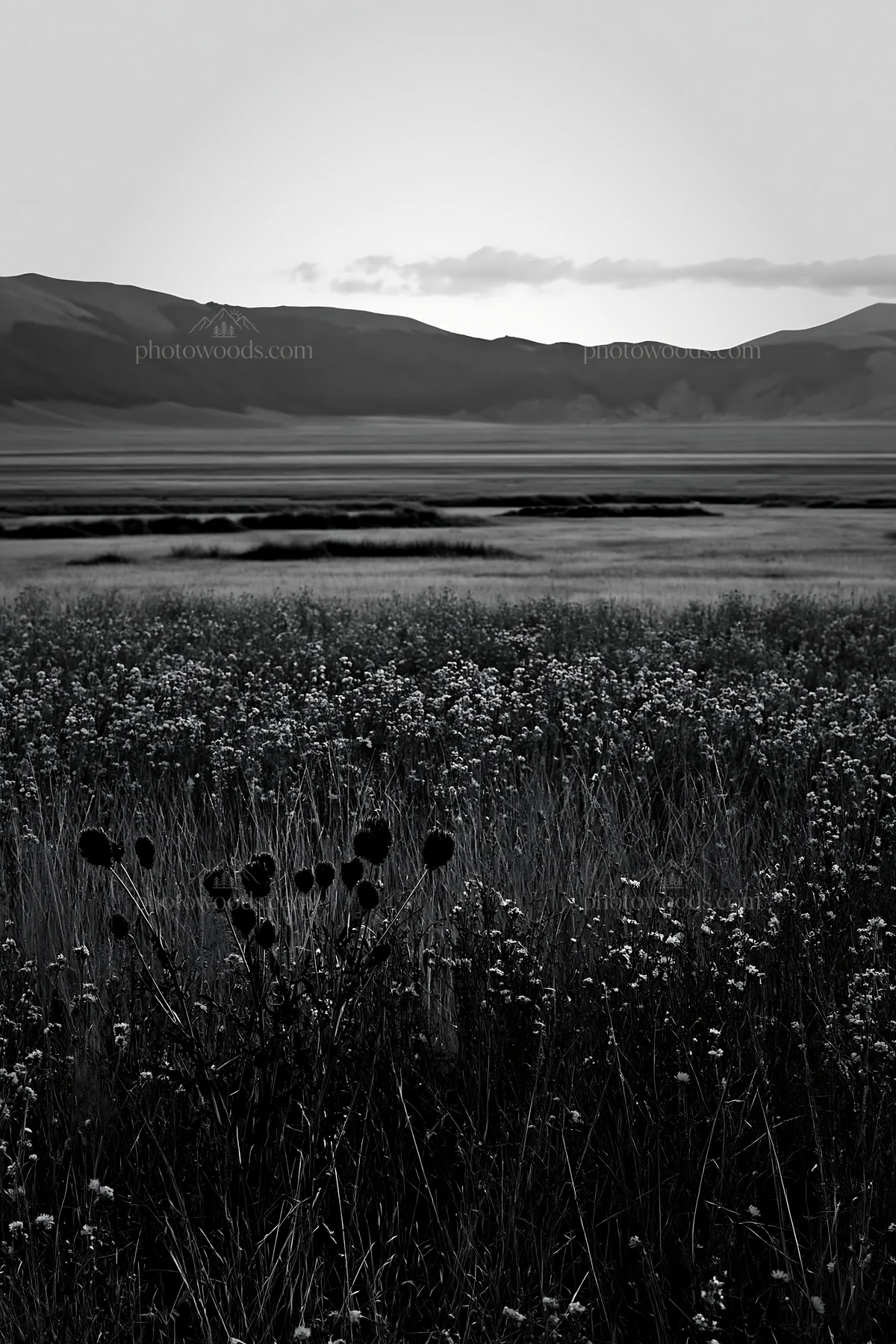 Sainfoin chicory meadow with mountains in background - AI-generated stock image