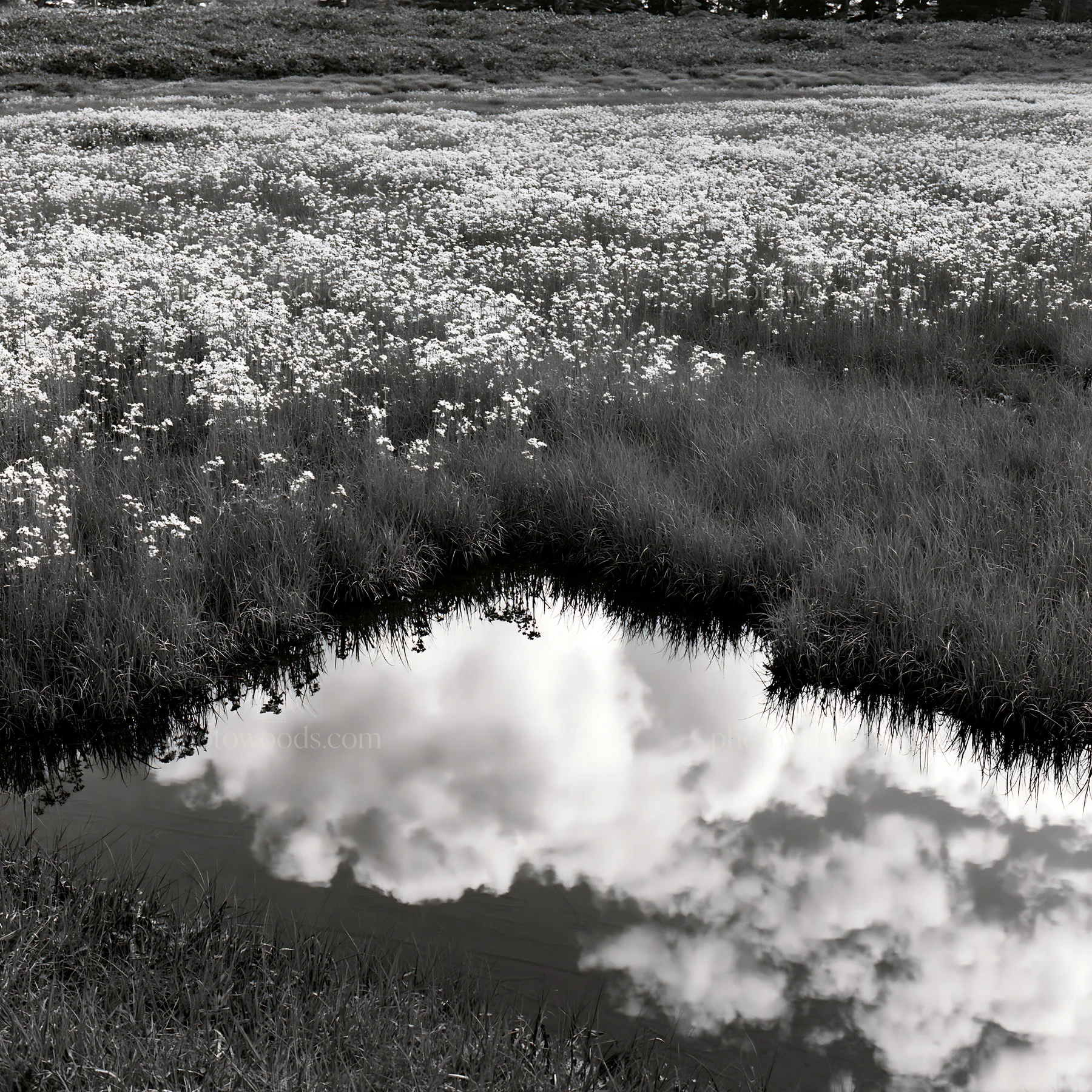 Akita snowmelt meadow with silver grasses under cloudy sky - AI-generated stock image