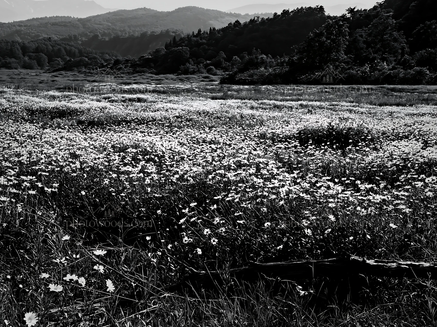 Black and white yamagata rewilded meadow fallen branch foreground with flowers - AI-generated stock image