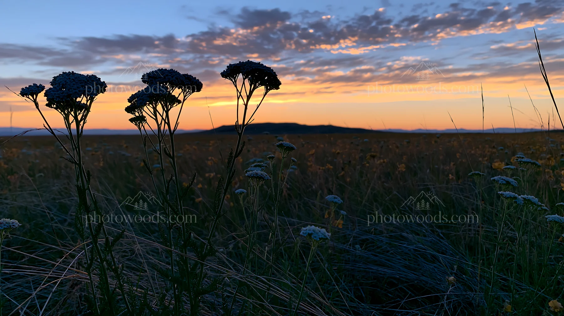 Yarrow meadow bloom at sunset in open fields - AI-generated stock image