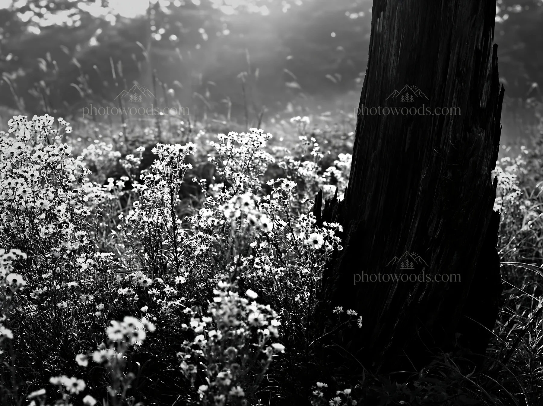 Black and white fukushima native meadow with weathered stump - AI-generated stock image