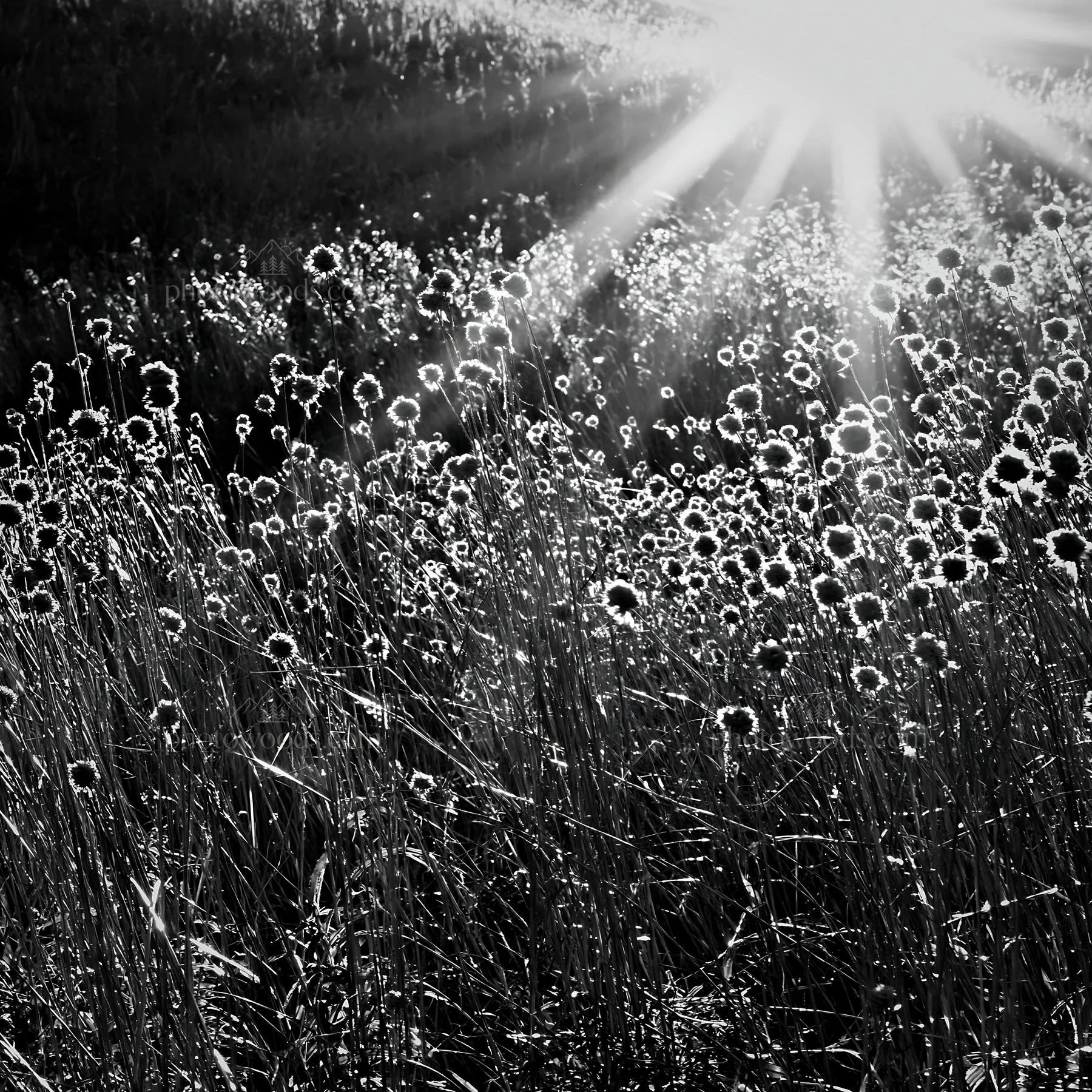 Sunbeams shining on wildflowers in Alpe di Siusi meadow - AI-generated stock image