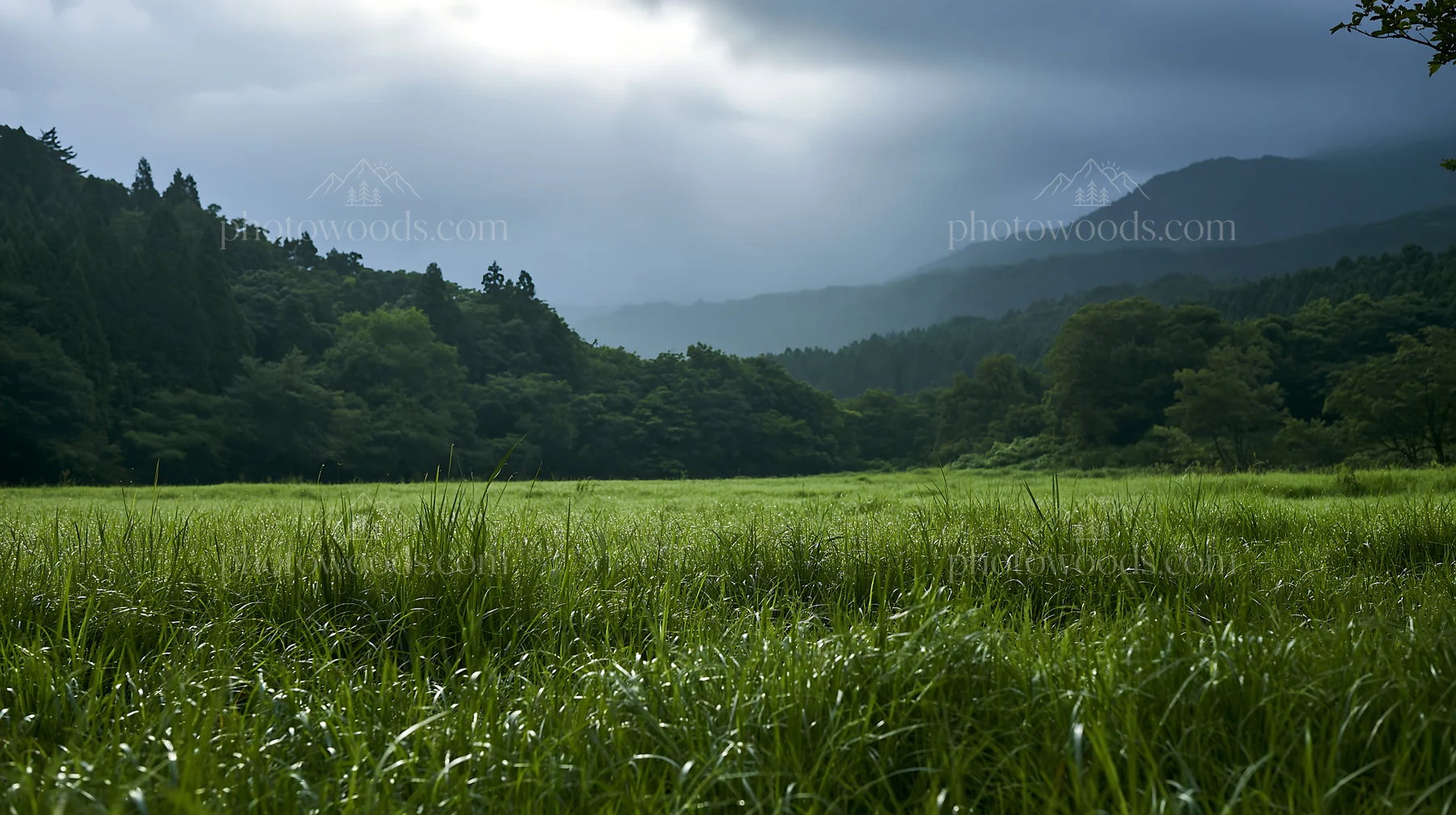 Miyazaki sunrise over dew covered meadow with sedges - AI-generated stock image