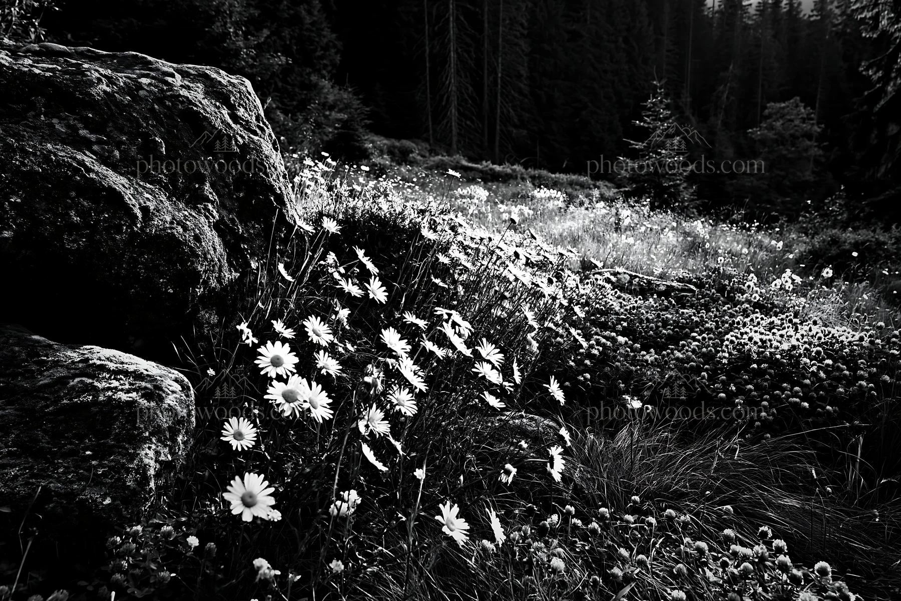 Mossy boulder in a meadow with flowers and dark forest backdrop - AI-generated stock image