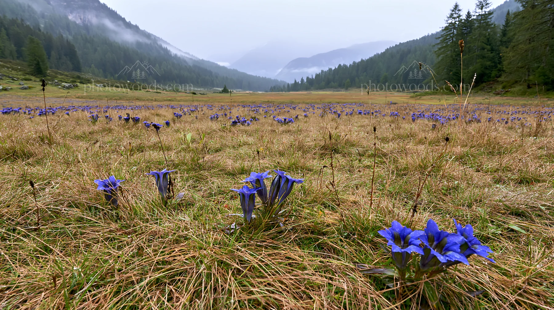 Swiss alpine meadow with blue flowers in misty landscape - AI-generated stock image