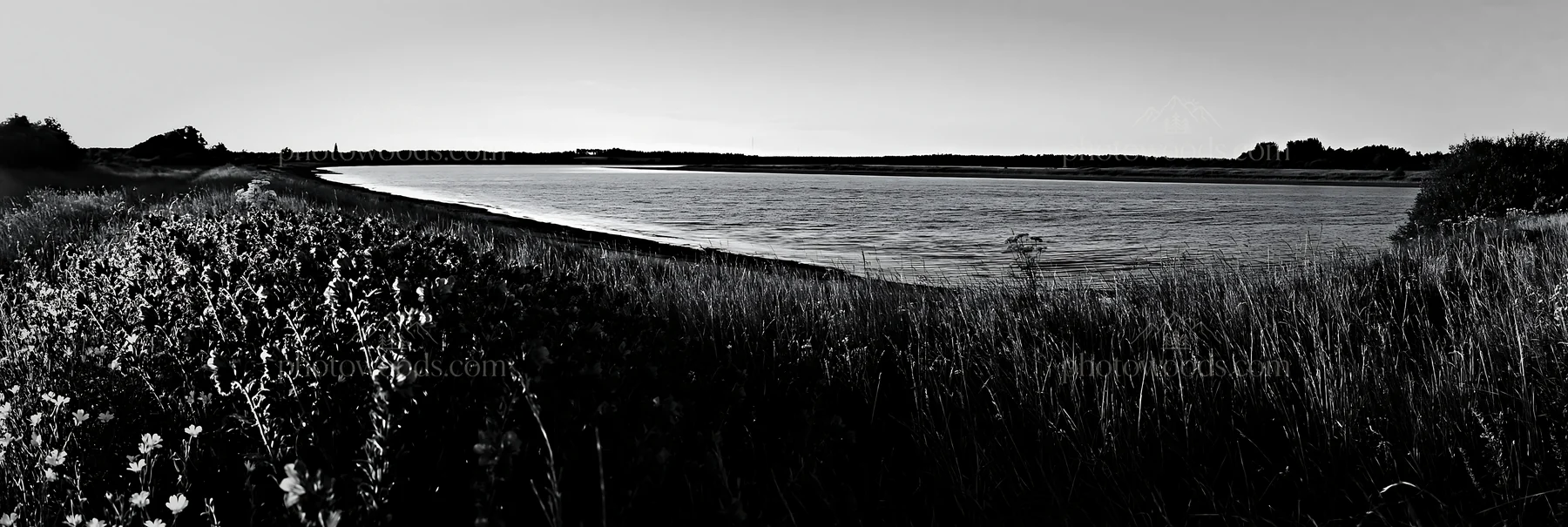 Lakeside meadow with water and grass in black and white - AI-generated stock image