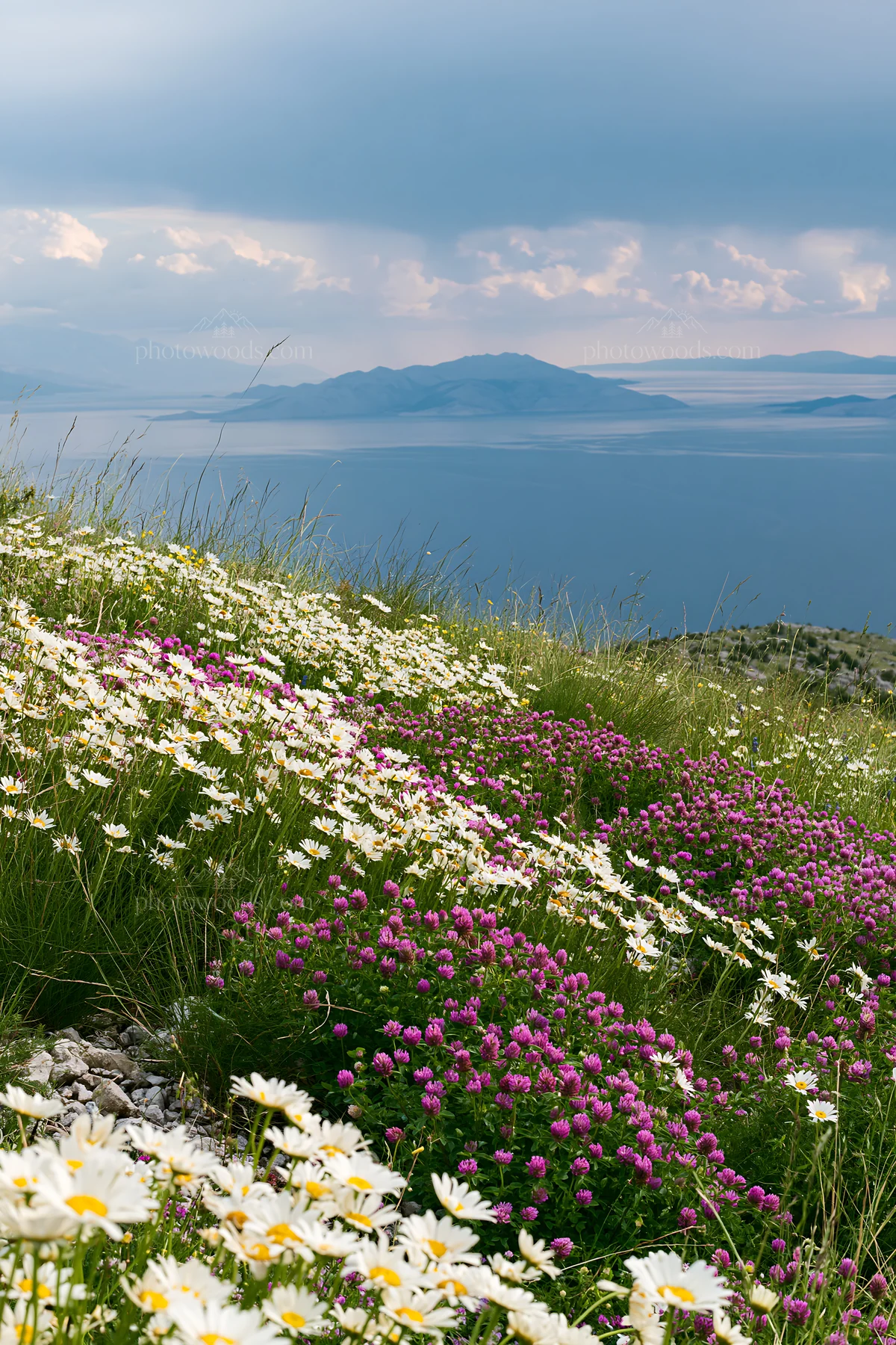 Croatian meadow above Adriatic coast showcases colorful wildflowers - AI-generated stock image