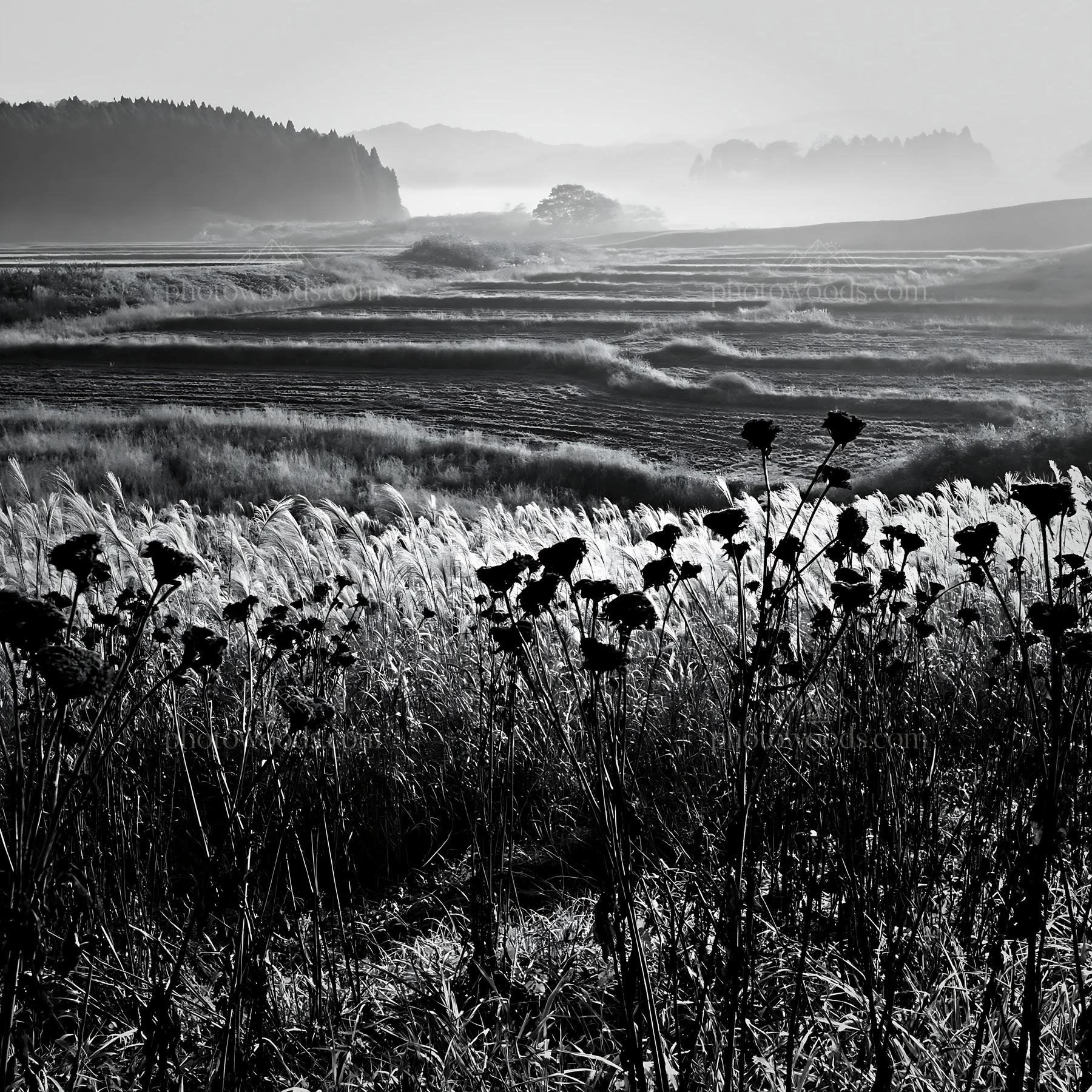 Black and white aichi restored meadow autumn seedheads foreground - AI-generated stock image