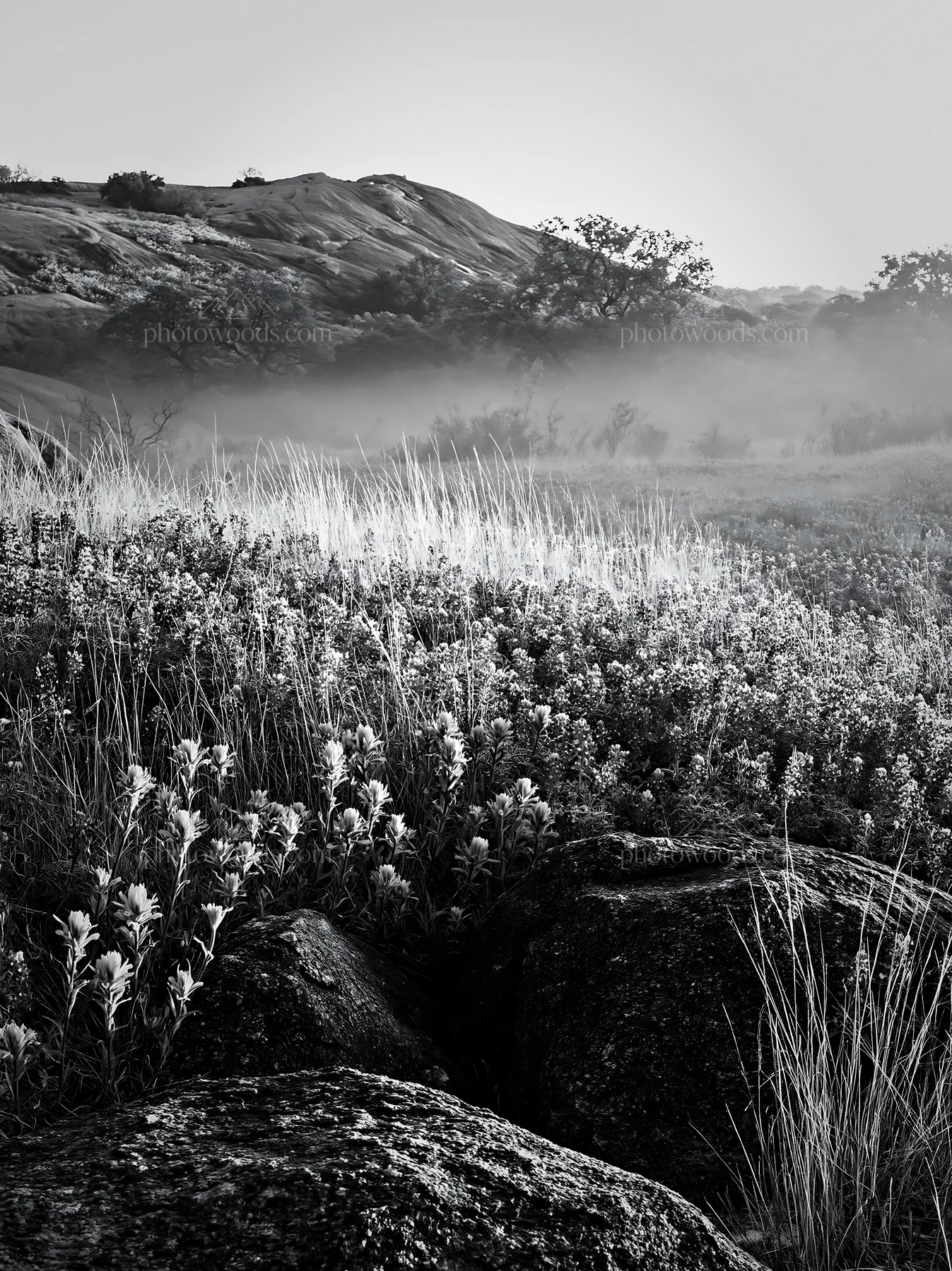 Black and white bluebonnet meadow sunrise with colorful blooms and rocks - AI-generated stock image