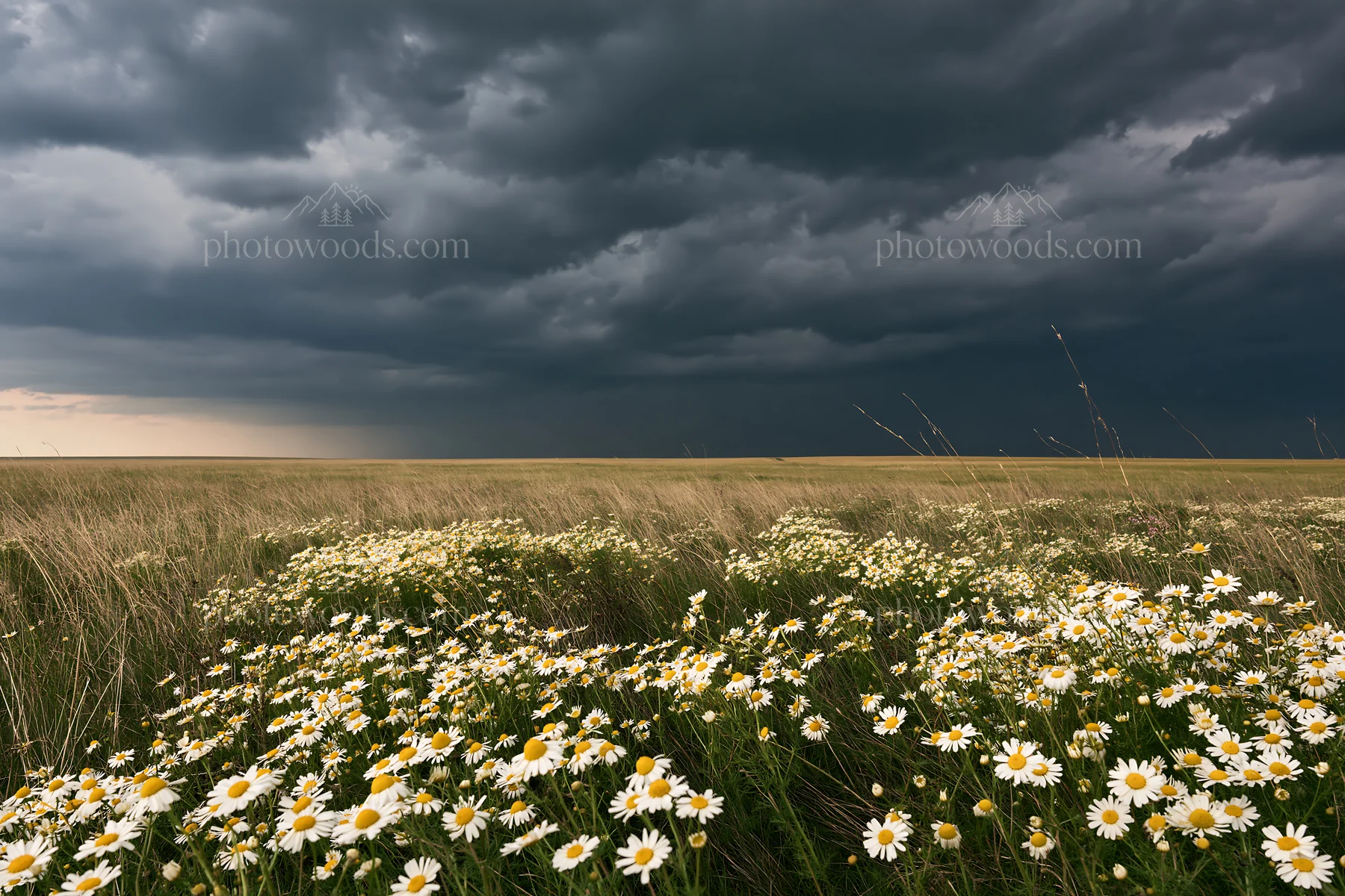Chamomile meadow under dark clouds during the day - AI-generated stock image