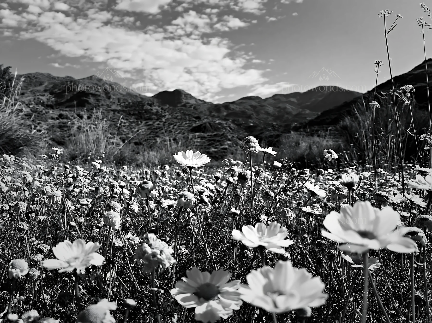 Chamomile meadow in mountains under cloudy sky - AI-generated stock image
