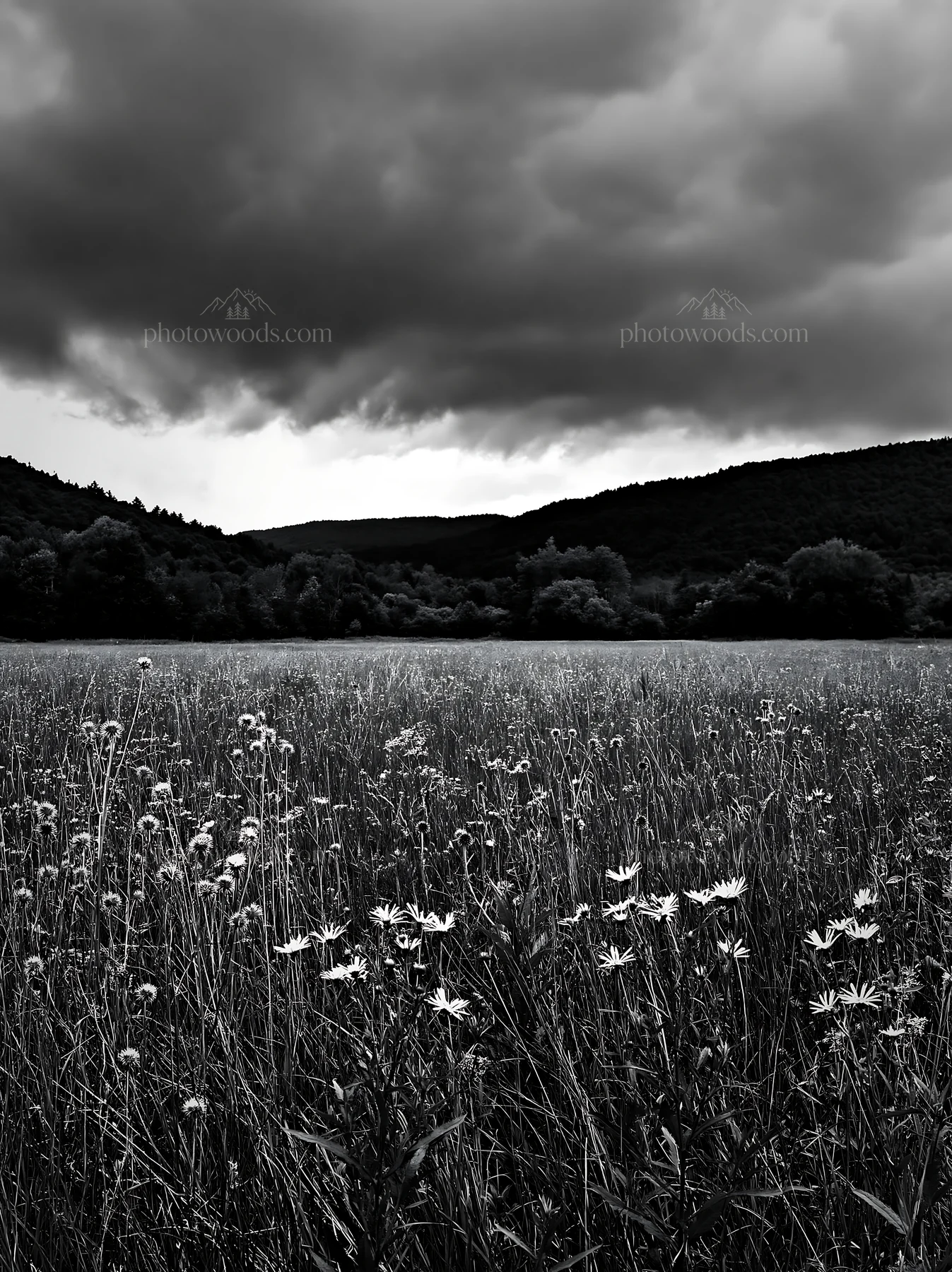 Black and white tall grass meadow with cloudy sky and distant hills - AI-generated stock image