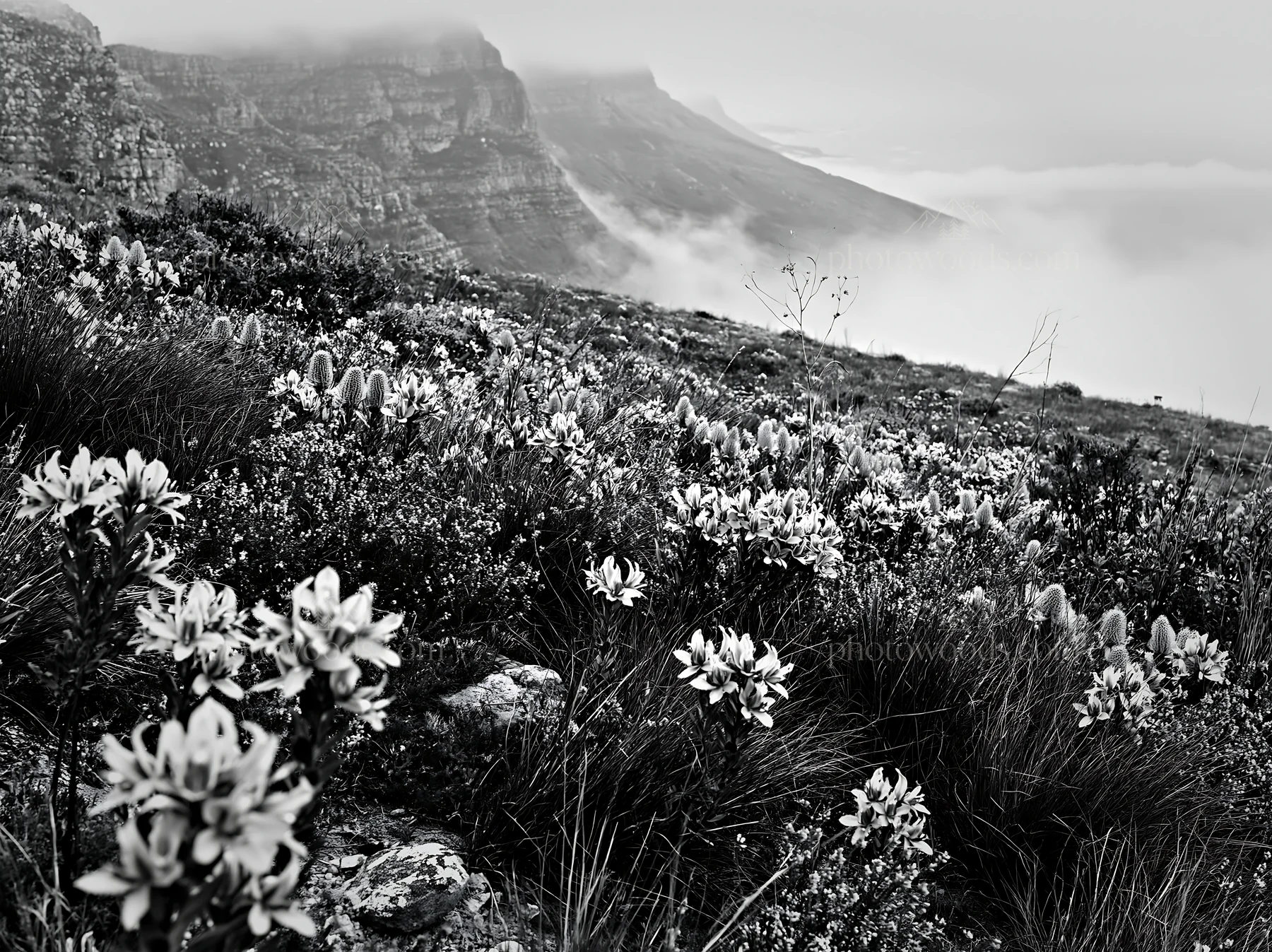Colorful orchid meadow near mountains with fog - AI-generated stock image