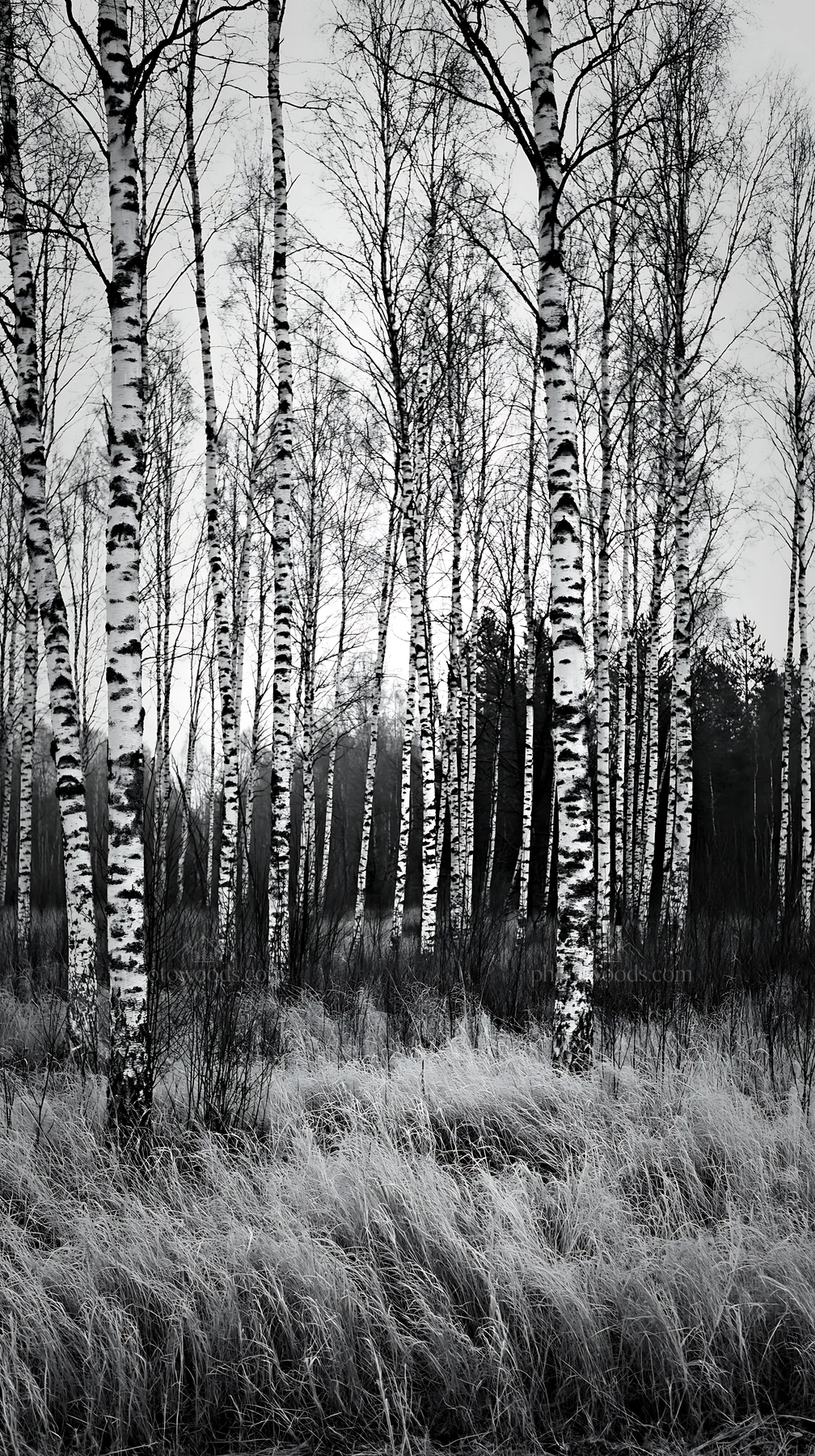 Birch trees in a forest meadow during autumn - AI-generated stock image