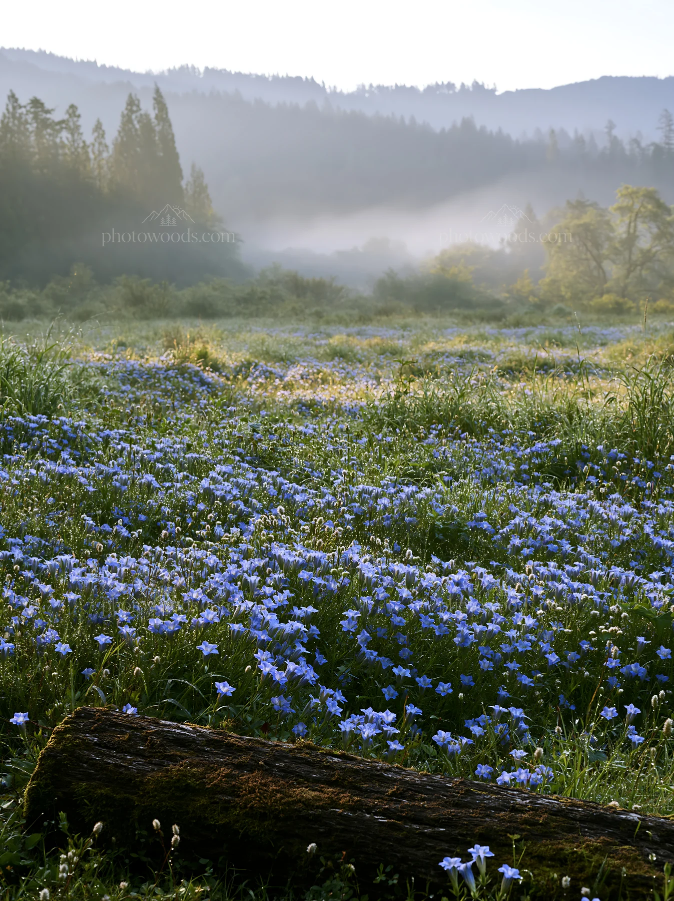Gifu low carbon meadow mossy log with wildflowers in the morning - AI-generated stock image