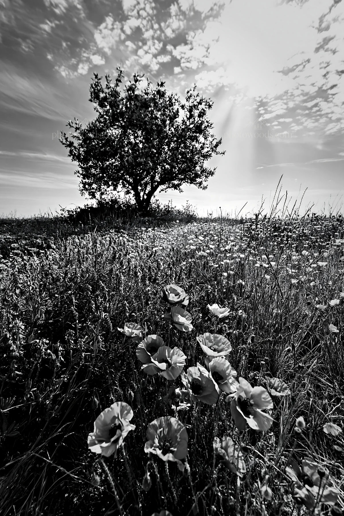 First leaves on Easter tree in a spring landscape - AI-generated stock image
