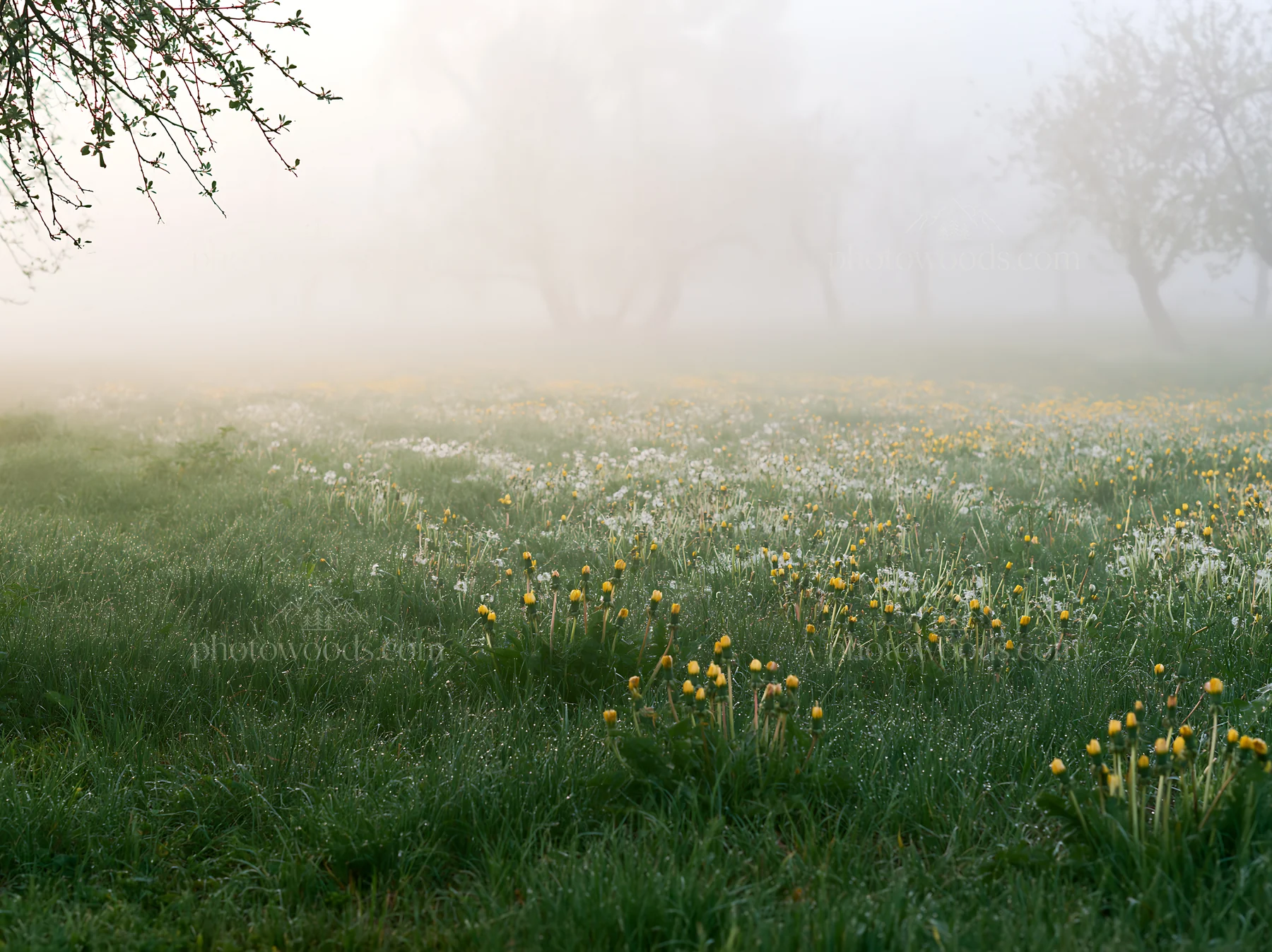 Dandelion orchard meadow with fog and blooming flowers - AI-generated stock image