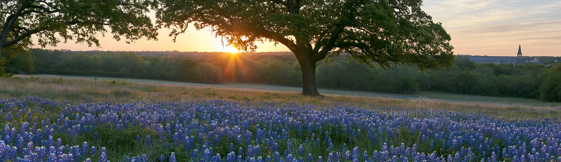Bluebonnet meadow at sunrise with trees and distant hills - AI-generated stock image