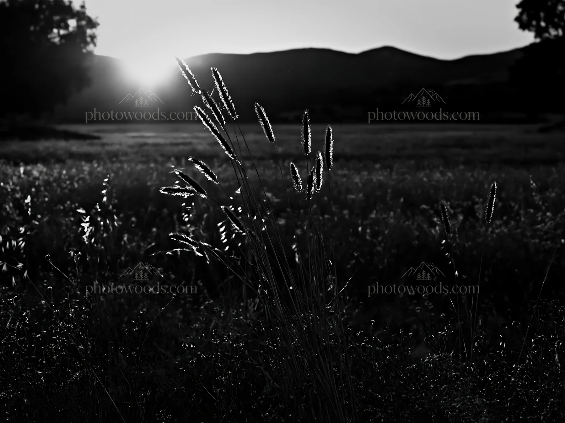 Meadow seedheads backlit at dusk in black and white - AI-generated stock image