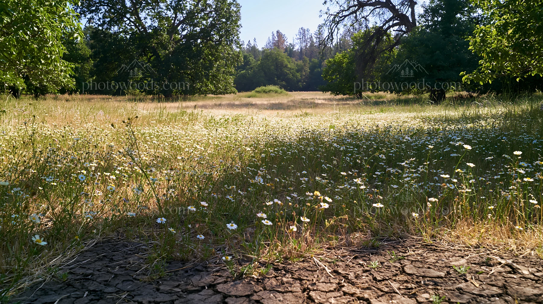 Highland apple meadow with wildflowers and dry ground - AI-generated stock image