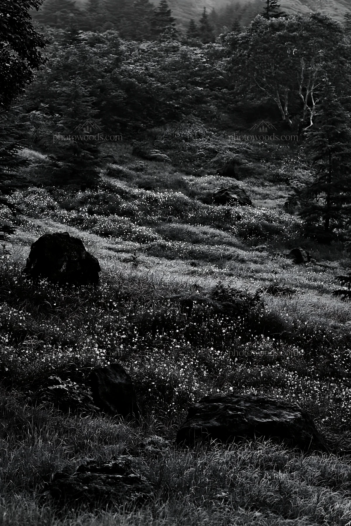 Regenerative meadow with basalt stones in Yamanashi - AI-generated stock image