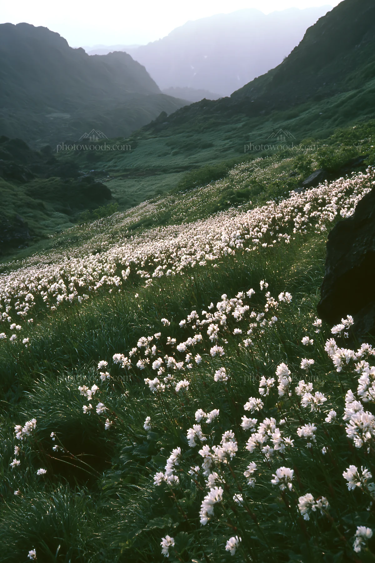 Silver dew on a meadow filled with flowering plants - AI-generated stock image