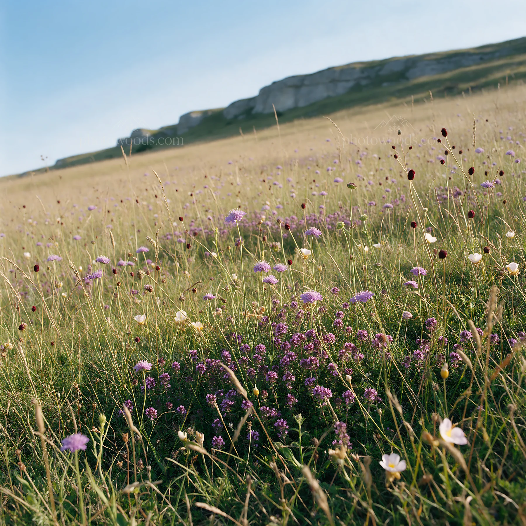 Sunny dry meadow filled with flowers and open space - AI-generated stock image