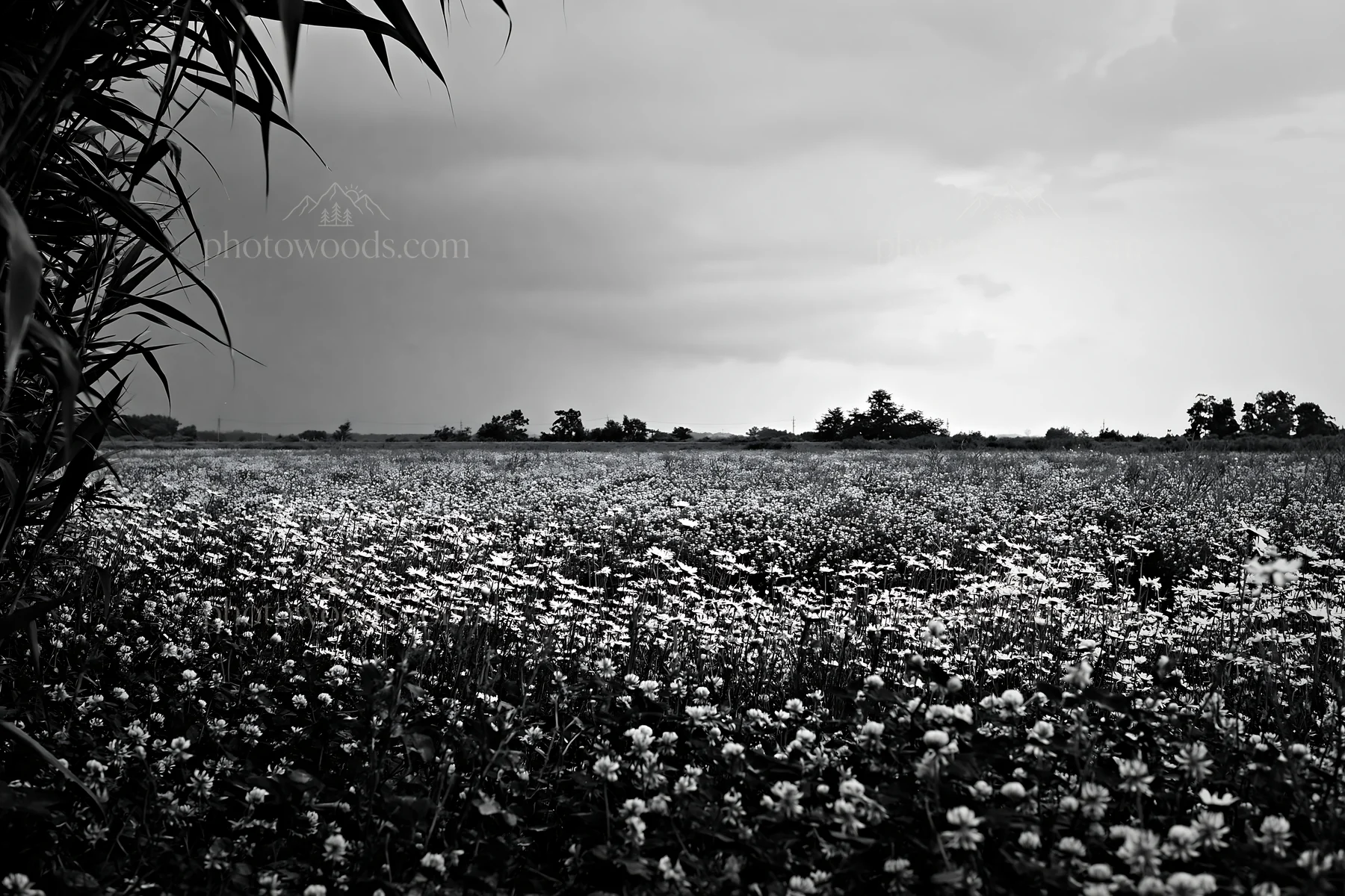 Saga floodplain meadow with reed foreground under cloudy sky - AI-generated stock image