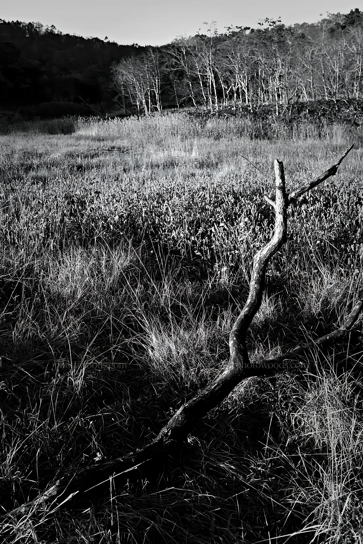Black and white yamagata rewilded meadow with fallen branch in the foreground - AI-generated stock image