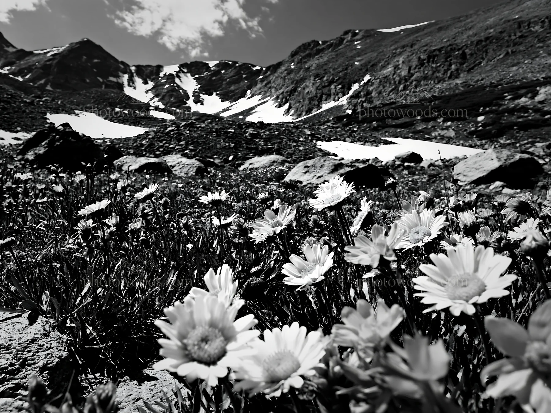 Colorful daisy meadow with mountains and snow in background - AI-generated stock image