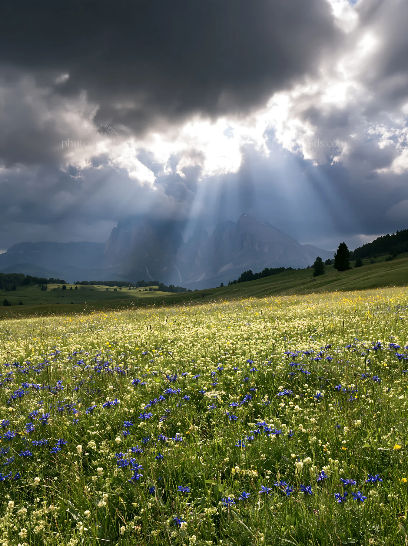 Sunbeams over Alpe di Siusi meadow with flowers - AI-generated stock image