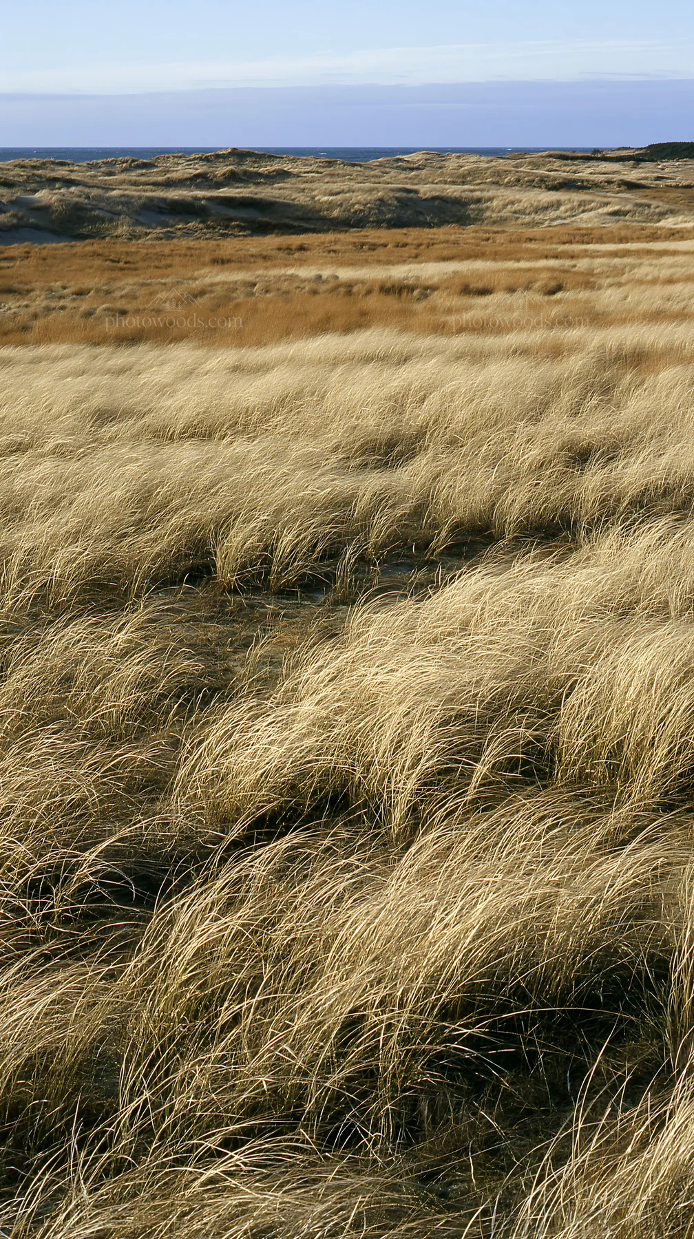 Tottori windy meadow with dune grasses under clear sky - AI-generated stock image